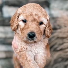 Puppy Pick #2 - Goldendoodle puppy in Corona, California from West Coast Goldendoodles