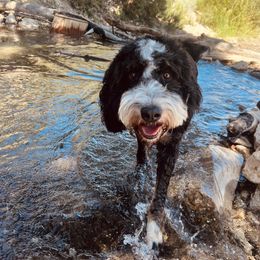 Ember - Bernedoodle