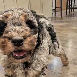 River - Blue merle female Aussiedoodle puppy in Yacolt, Washington from Aussiedoodles by Maggie
