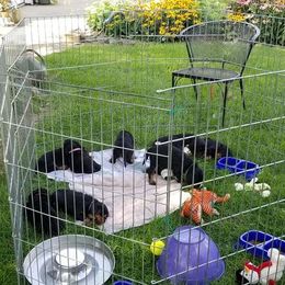 Gordon Setter Puppies from Bravo Gordon Setters
