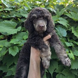 Orion - Phantom male Poodle puppy in New York from Powder Puff Poodles