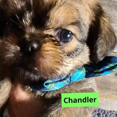 Brussels Griffon Puppies from Rhonda Miller's Bussels Griffon