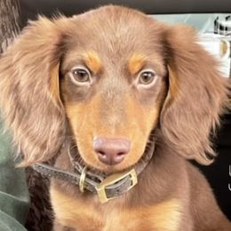 Dachshunds from Nickledachs Miniature Dachshunds