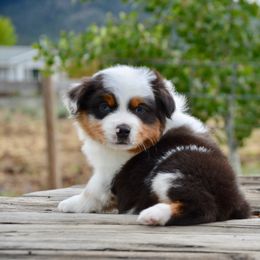 BMM-2 - Blue merle male Miniature American Shepherd puppy in Baker City, Oregon from Back Country Aussies