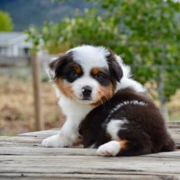BMM-2 - Blue merle male Miniature American Shepherd puppy in Baker City, Oregon from Back Country Aussies
