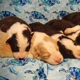 Border Collie Puppies from HarborMist