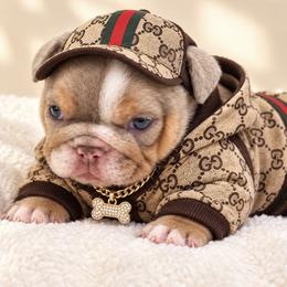 Apa - Lilac tri-color male Bulldog puppy in Bell Gardens, California from G bulldogs