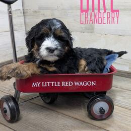 Cranberry - Tri-color female Bernedoodle puppy in Cambridge, Minnesota from Country Meadow Doodles