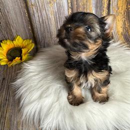 Zeke - Black and tan male Yorkshire Terrier puppy in Tulsa, Oklahoma from Conns Cuddly Canines