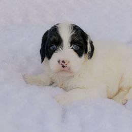 Everest - Black and white female Aussiedoodle puppy in Crete, Nebraska from Doodles & Co