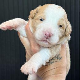 Skye - female Australian Mountain Doodle puppy in Cortez, Colorado from Sassy Pants Pups