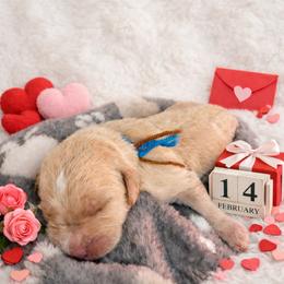 Brown - Apricot male Goldendoodle puppy in Boise, Idaho from Goldendoodle Baby