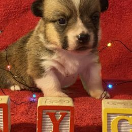 Belgian Sheepdogs and Pembroke Welsh Corgis from Empire Rebel Belgian’s