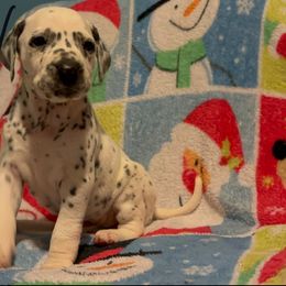 Labefana - White and black female Dalmatian puppy in Las Vegas, Nevada from 101 Dew Dream Valley Dalmatians