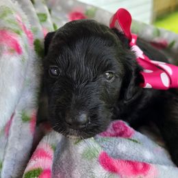 Aussiedoodle Puppies from Louisville Doodles