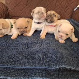 French Bulldog puppies from Terri Geiser-Gilchrist