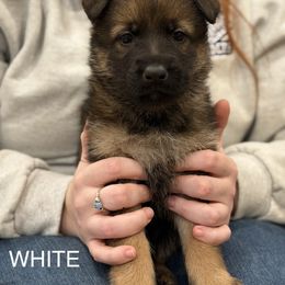 White-Casper - Sable male German Shepherd puppy in Medical Lake, Washington from Nine Realms German Shepherds