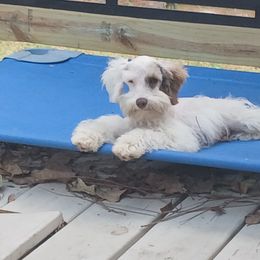 Schnoodle and Whoodle Puppies from kaleidoscope Kennels