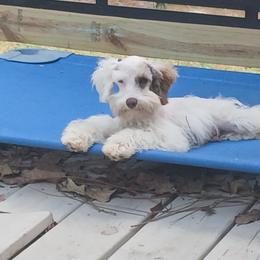 Schnoodle and Whoodle Puppies from kaleidoscope Kennels