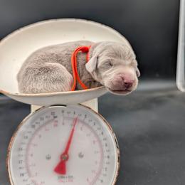 Marty - Silver gray male Weimaraner puppy in Evart, Michigan from Drehbar Weimaraners