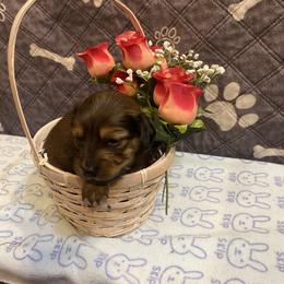 SAJA Boy - CKC REGISTERED FULL RIGHTS - Black and tan male Dachshund puppy in Elizabethtown, Kentucky from Teeny Tiny Puppy Tails