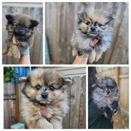 Australian Shepherd and Pomeranian Puppies from Willamette Valley Aussies