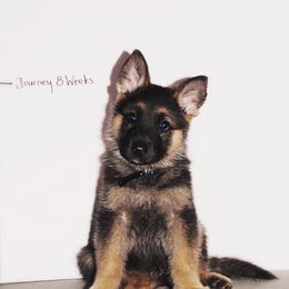 German Shepherd Puppies from Journey's German Shepherds (Kennel Vom Himmel)