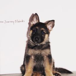 German Shepherd Puppies from Journey's German Shepherds (Kennel Vom Himmel)