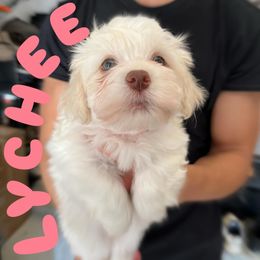 Havanese Puppies from Havanese Puppies of the Northshore