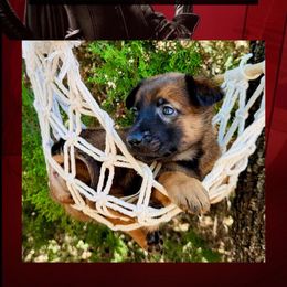 Storm - Red sable female Belgian Malinois puppy in Chino, California from BlueStone K9