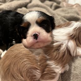 Cavalier King Charles Spaniel Puppies from Sunshine State Cavaliers