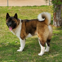 Amleth - Akita