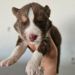 Overhaul - Brown and white male Siberian Husky puppy in Buckeye, Arizona from Anime Huskies