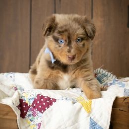 Australian Shepherds from Our Little Ark