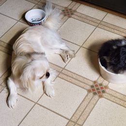 Pekingese Puppies from Blue Rage Pekes
