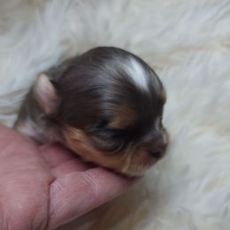 Richie - Merle male Chihuahua puppy in Tremonten, Utah from Qu-Te's Chihuahuas