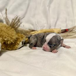 Blue Merle FEMALE one - Blue merle female Toy Australian Shepherd puppy in Brashear, Texas from Double R farms