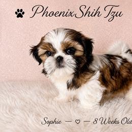 Sophie - Tricolor female Shih Tzu puppy in Hayden, Idaho from Phoenix Shih Tzu