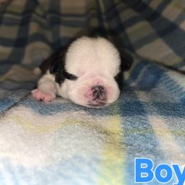 Boy 1 Panda - Brindle male Pug puppy in Auburn, Kentucky from Prentice Family Pugs