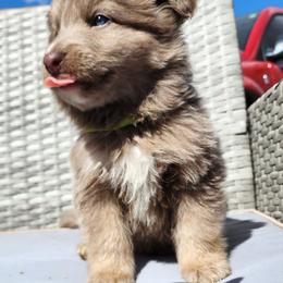 Mills - Isabella male German Shepherd puppy in Los Lunas, New Mexico from Mali's German Shepherds LLC