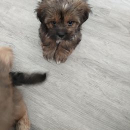 Lhasa Apso Puppies from Lauren McGlynn's Lhasa Apso Puppies