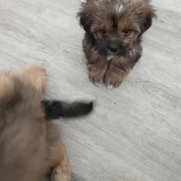 Lhasa Apso Puppies from Lauren McGlynn's Lhasa Apso Puppies