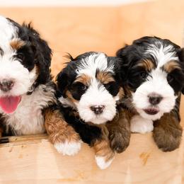 Bernedoodle, Goldendoodle, and Poodle Puppies from Teddy Doodles & Standard Poodles