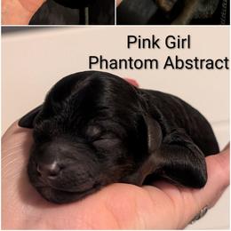 Pink Girl - phantom markings - Black female Whoodle puppy in Kalispell, Montana from Countryman Whoodles