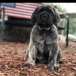 Mastiff Puppies from Majestic Mastiffs of Florida