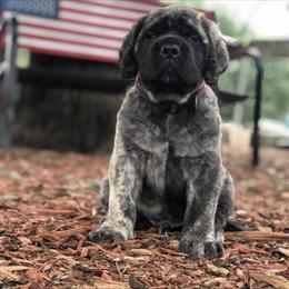 Mastiff Puppies from Majestic Mastiffs of Florida