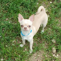 Kora - Chihuahua