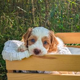 Cavapoo Puppies from WW Cavapoos