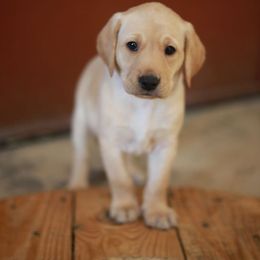 Labrador Retriever Puppies from Whispering Creek British Labs LLC