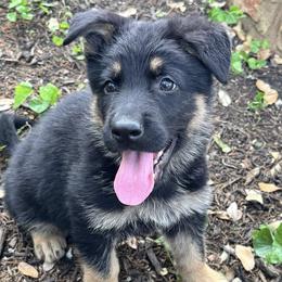 Blue - Black and red male German Shepherd puppy in Liberty Hill, Texas from Liberty Shepherds